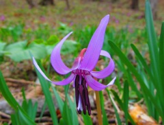 薄赤紫の花