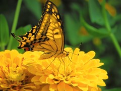 夏の思い出　アゲハチョウ