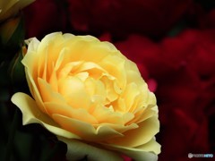 陽だまりのように