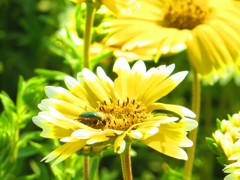 花とコガネムシ　3