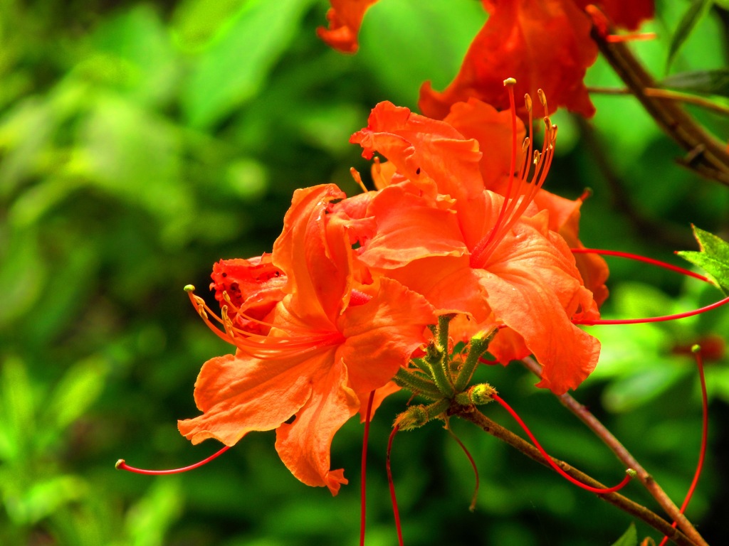 オレンジ色の花