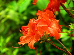 オレンジ色の花