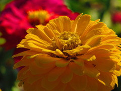 黄色に輝く花