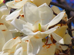 こぶし　Ⅱ