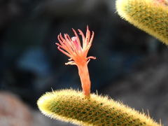 サボテンの花