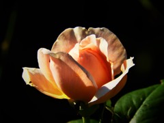 秋色　薔薇４