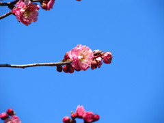 梅