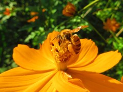 オレンジ色のコスモスと蜂