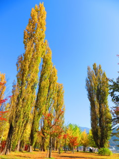 黄色に燃える公園