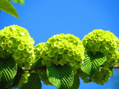 小手鞠　黄緑