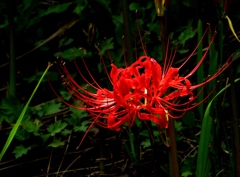 秋の花２