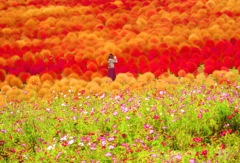 コキアの丘で撮影中