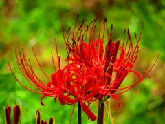 秋の花