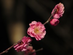 紅梅