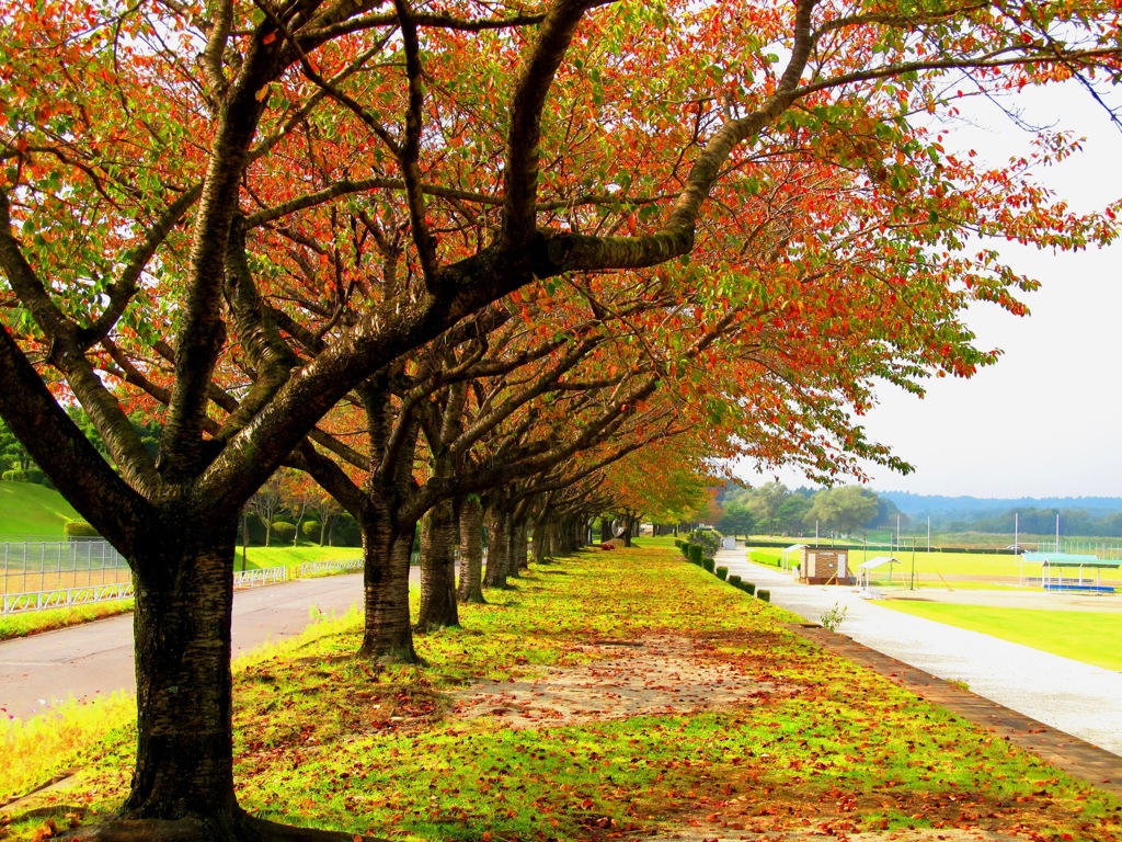 秋の桜並木
