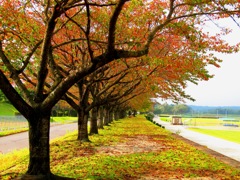 秋の桜並木