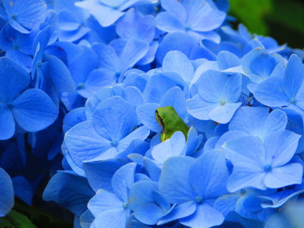 アジサイ　青Ⅱ