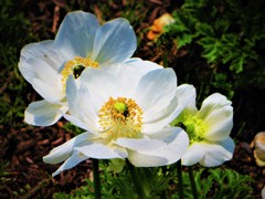 アネモネ　純白