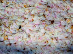 桜散る