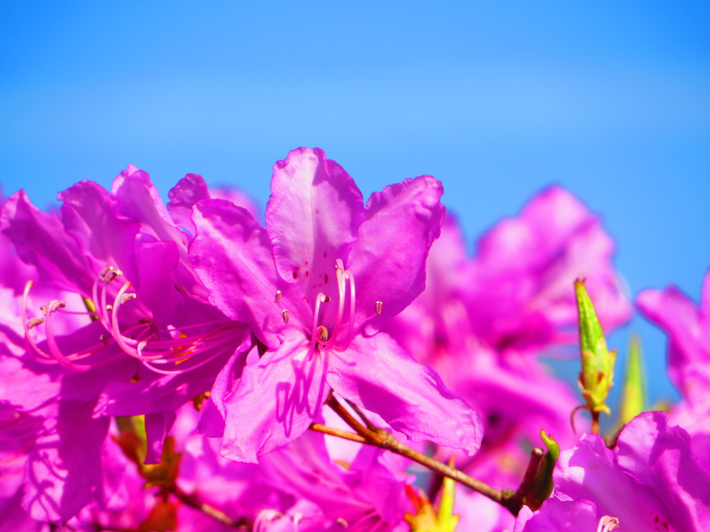 Ｄｏ　ｙｏｕ　ｆｅｅｌ　ｈａｐｐｉｎｅｓｓ？　５