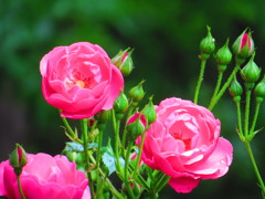 小さな薔薇
