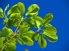 青空と若葉
