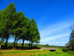 秋の青空