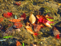 清流の中の紅葉
