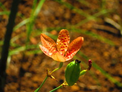 夏の花　９