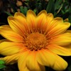 南の島の花２