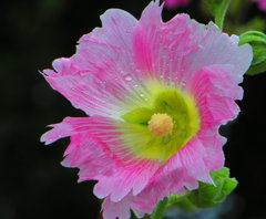 沖縄で見た花2