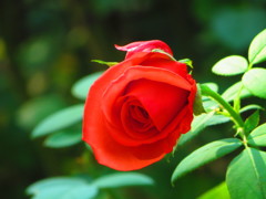 薔薇
