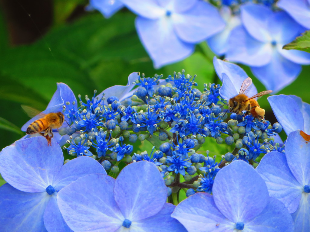 あじさいとみつばち