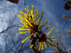 マンサクの花