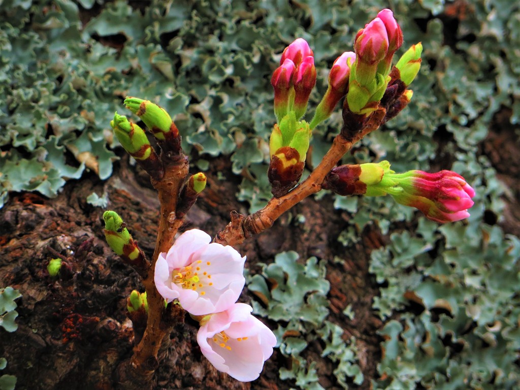 sakura 1