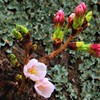 sakura 1