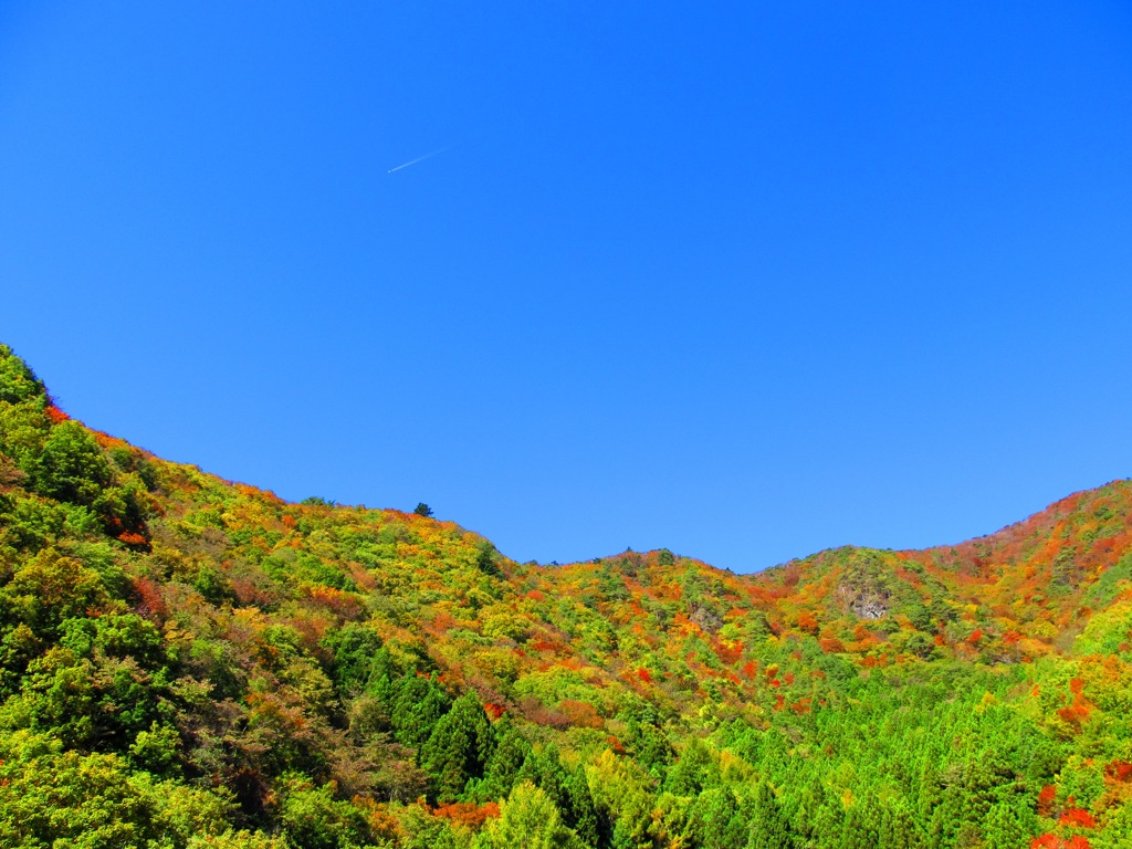 青樹が原から見上げた紅葉