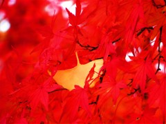 紅葉　もみじといちょう