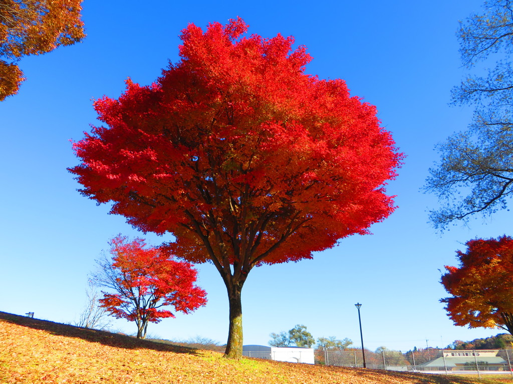 紅葉