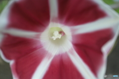 街に咲く花