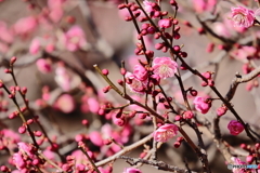 梅の花