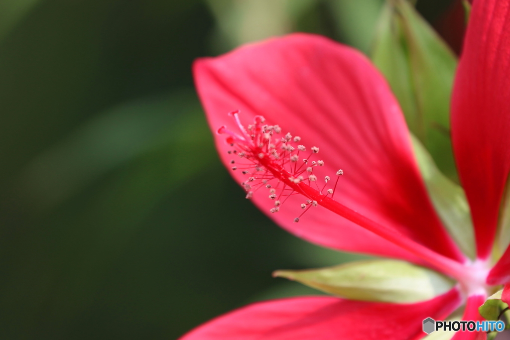 街に咲く花