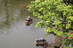 亀戸天神