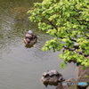 亀戸天神