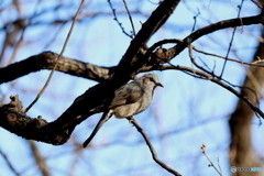 野鳥