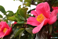 街に咲く花