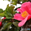 街に咲く花