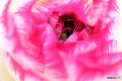 神代植物公園