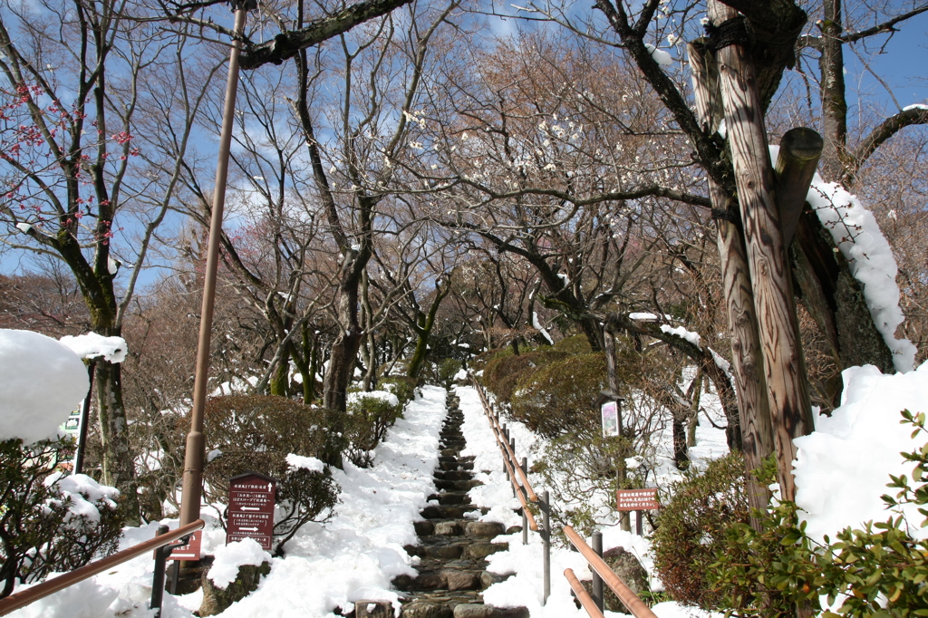 百草園梅祭り1
