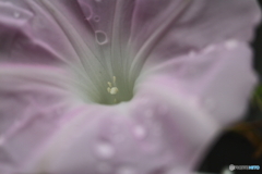 街に咲く花